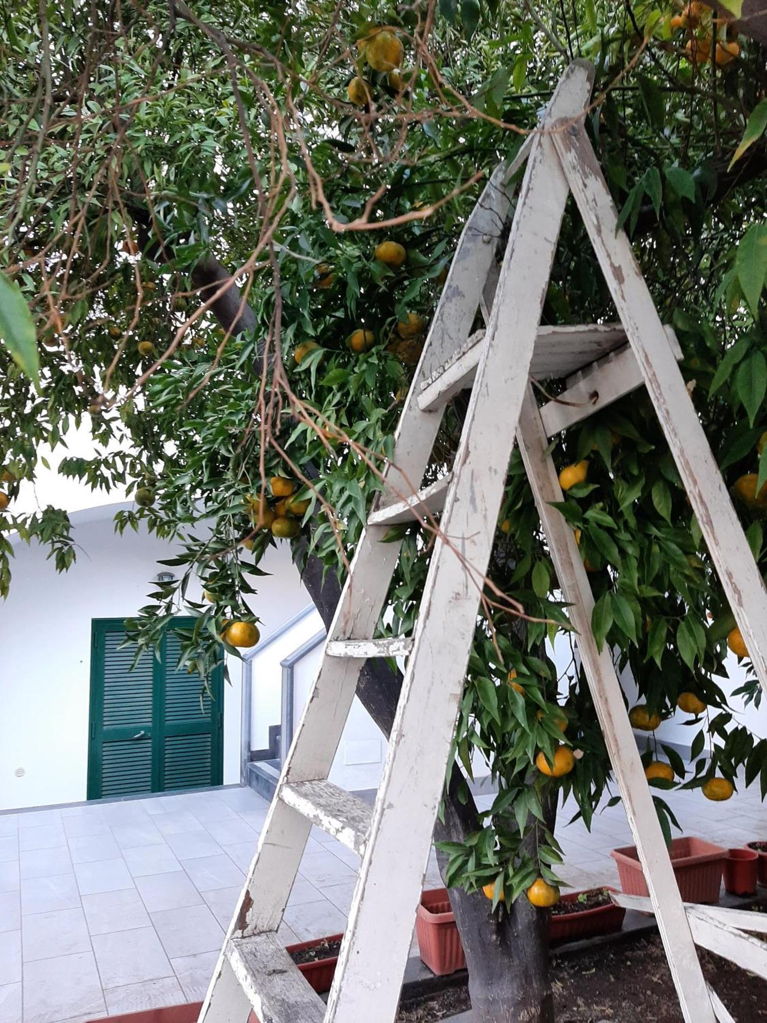 Lemon Tree Casa Vacanze Nel Verde Торре-Аннунциата Экстерьер фото
